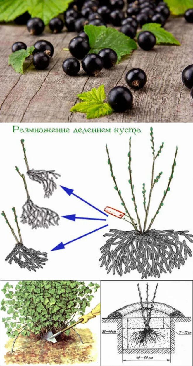 Посадка кустов черной смородины. Черная смородина кустарник. Черная и красная смородина куст. Черная смородина кустовая. Высадка смородины