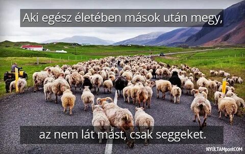 Барашки завести