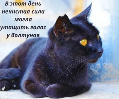 Черно голубой кот