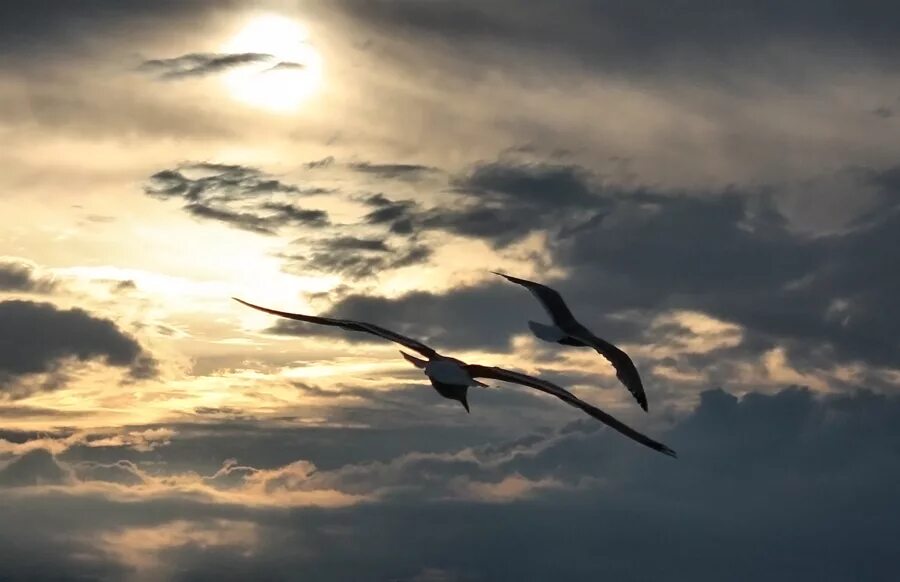 Две птицы в небе. Две птицы в полете. Птицы в небе любовь. Влюбленные птицы в полёте.