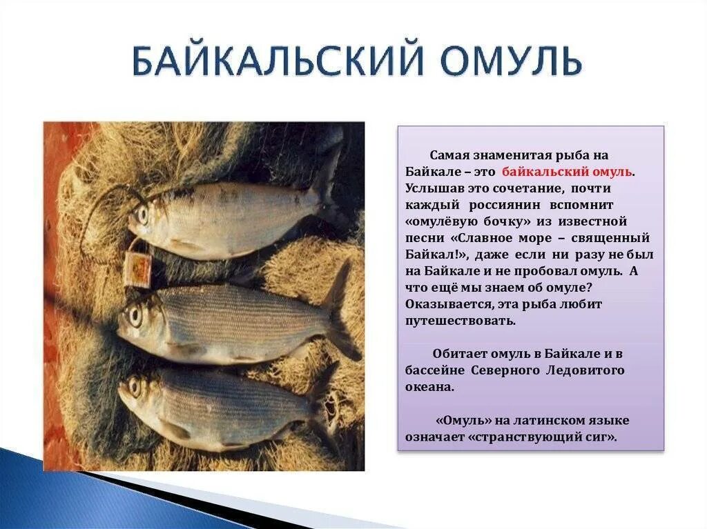 Байкальский омуль описание