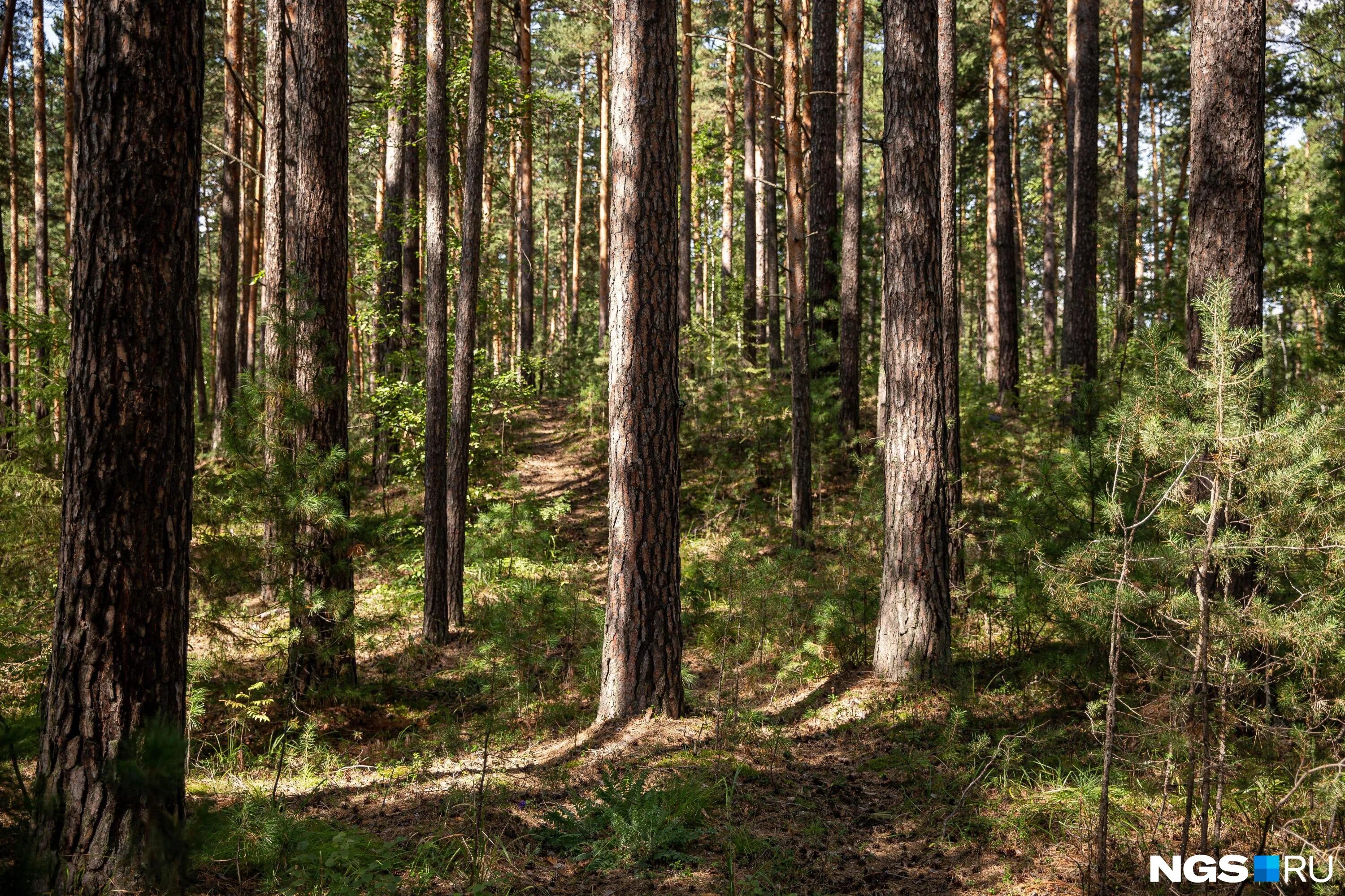 Лес тайга. Рачейская тайга самарская область. Рачейский бор самарская область. Освоение лесной зоны. Тайга 7.