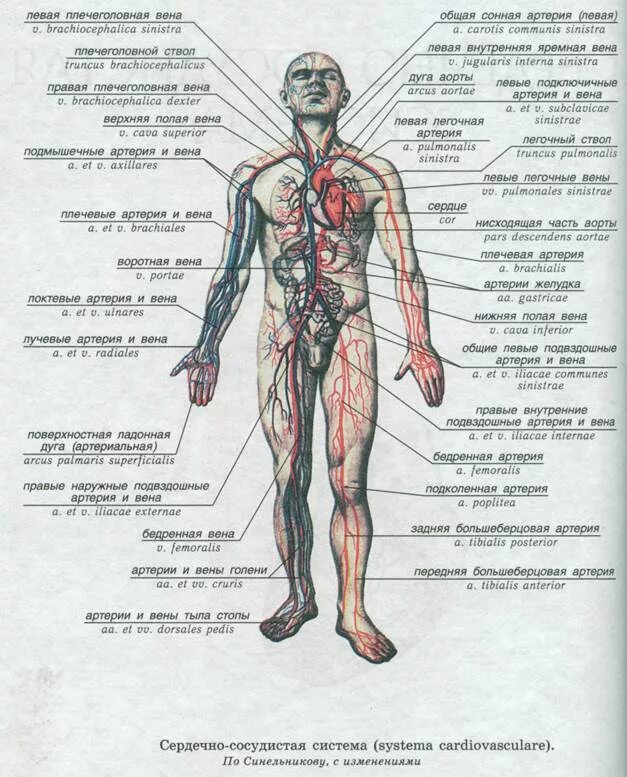 Схема строения венозной системы человека. Вены туловища анатомия схема. Вены и артерии человека анатомия схема. Венозная система основные вены. Вены и артерии схема
