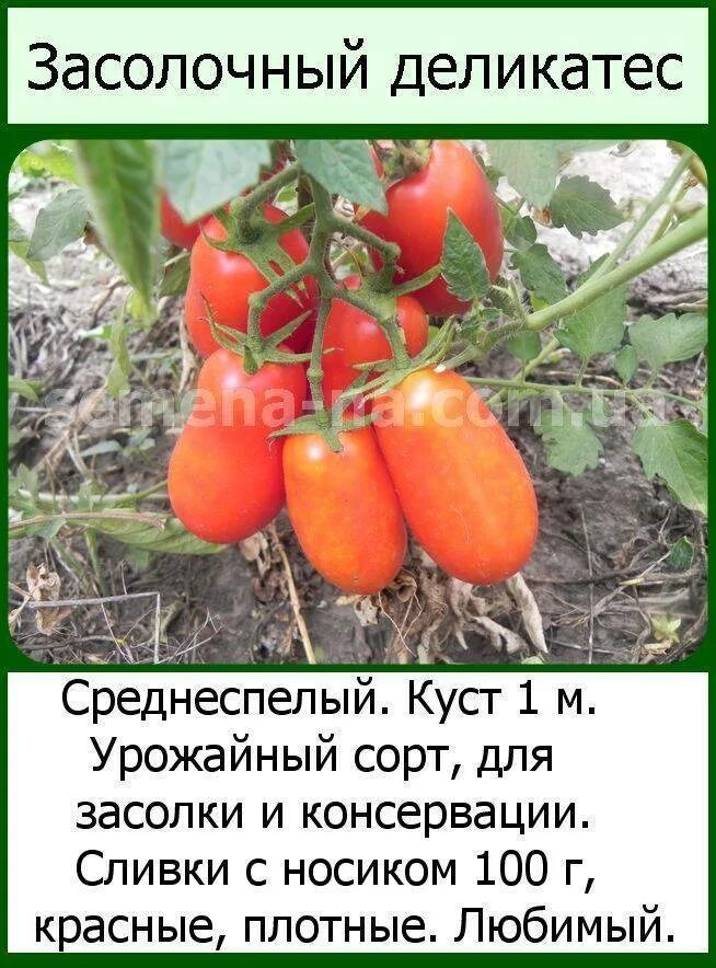 Засолочный деликатес томат отзывы характеристика и описание. Томат минусинский засолочный. томат засолочный деликатес. сорт помидор засолочный деликатес. томаты засолочный деликатес описание сорта.