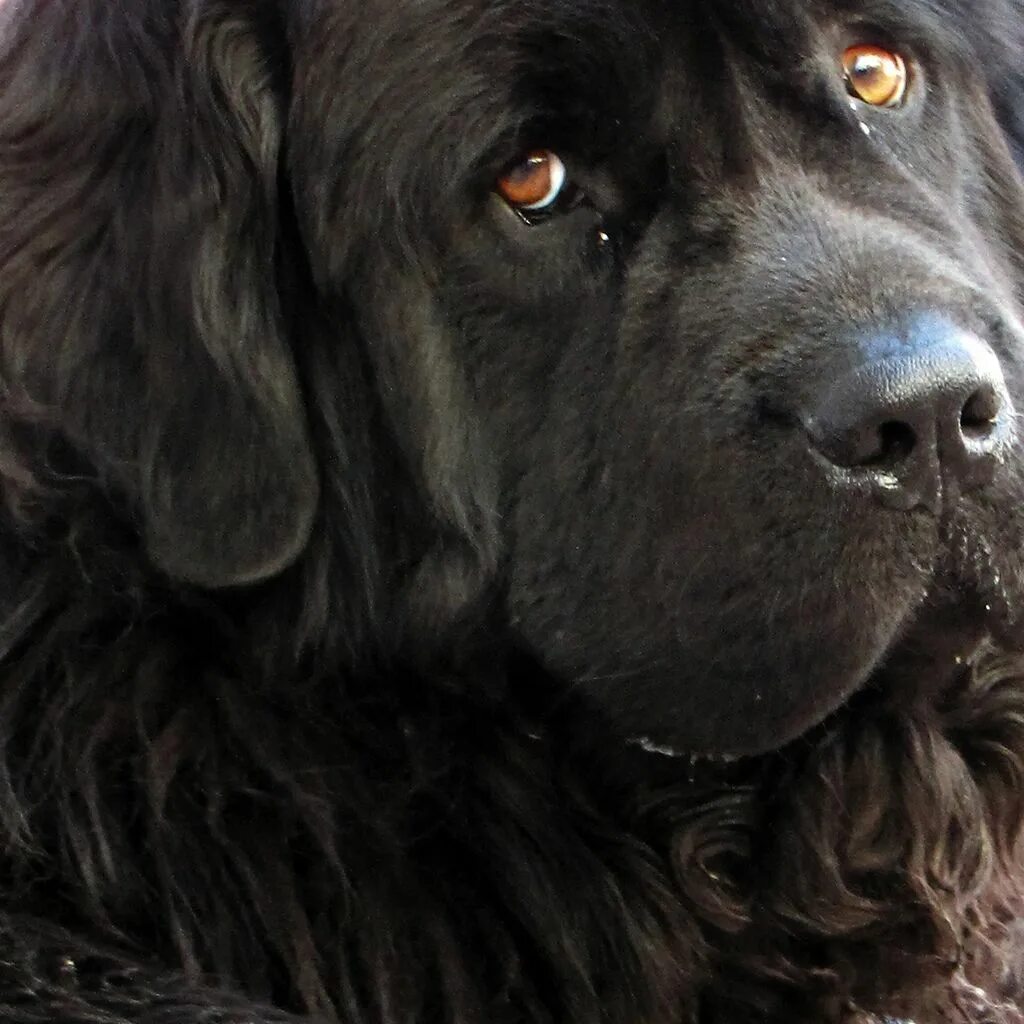 Большая черная собака. Ньюфаундленд. Ньюфаундленд собака. Ньюфаундленд (порода собак). Собака водолаз порода ньюфаундленд.