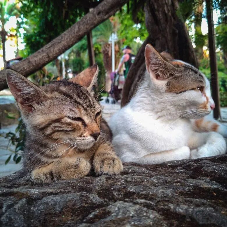 Парк котов. Парк кошек в Алуште. Стамбул парк кошек. Кошачий парк в Турции.