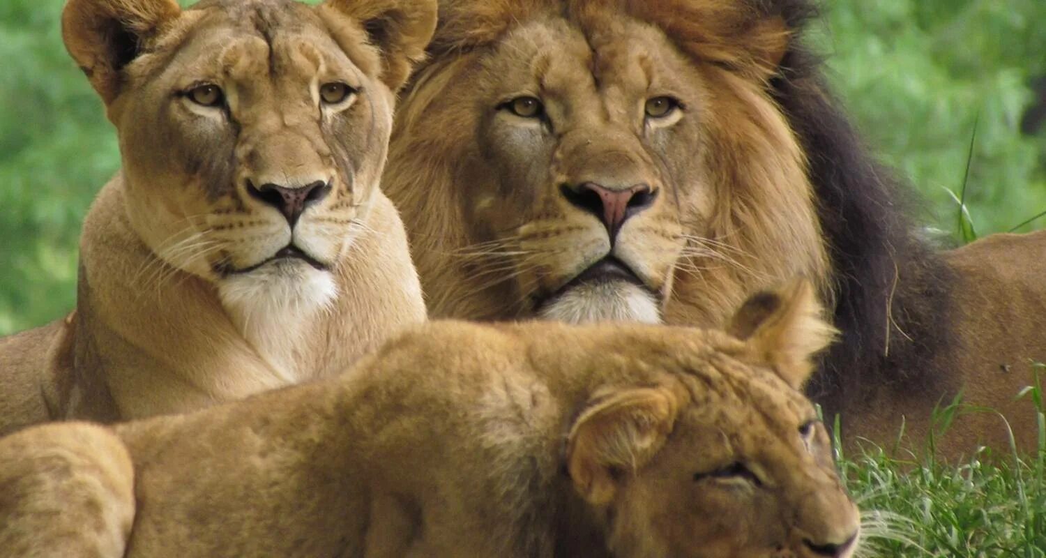 Львиный Прайд. Львы Прайд. Семья Львов с 3 львятами. Лев львица и Львенок. Львиная семья