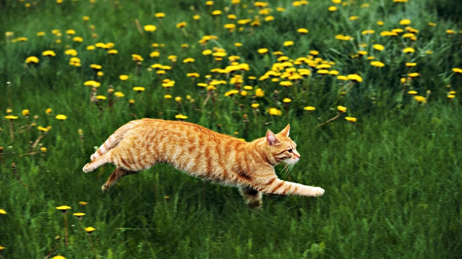 Рыжий кот. Кот бежит. Кошка бегает. Рыжий кот бежит.