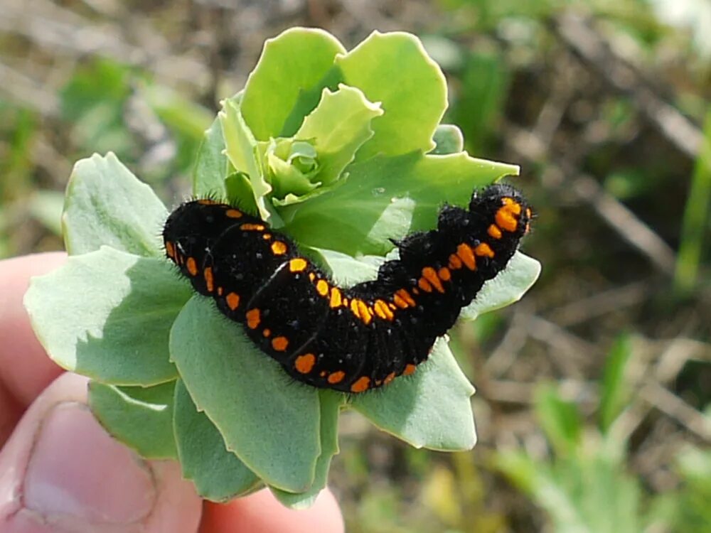 гусеница молочайного бражника фото. две гусеницы. 2 гусеницы. гусеницы 2. гусеницы 2.