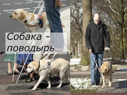 Дай без поводыря
