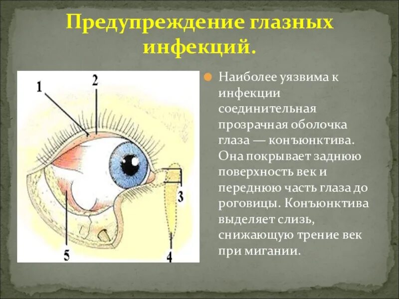 Гигиена зрения предупреждение глазных болезней 8 класс. Памятку "гигиена зрения. Предупреждение глазных болезней". Конъюнктивная оболочка глаза. Профилактика инфекционных заболеваний глаз. Гигиена зрения предупреждение глазных