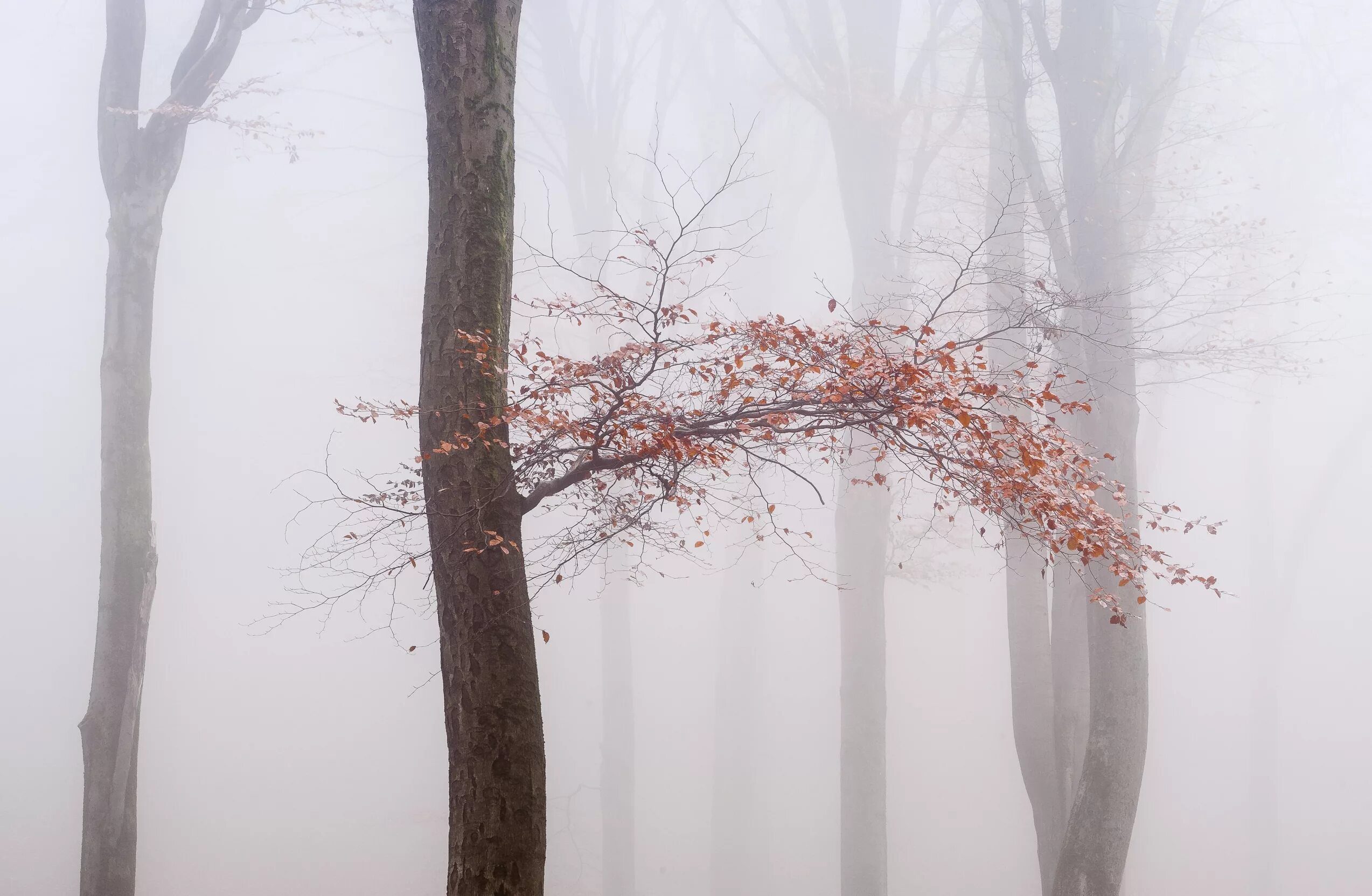 Ветвь туманного дерева. Ветки в тумане. Фреска деревья в тумане. Ветви деревьев в тумане. Осенние деревья в тумане.