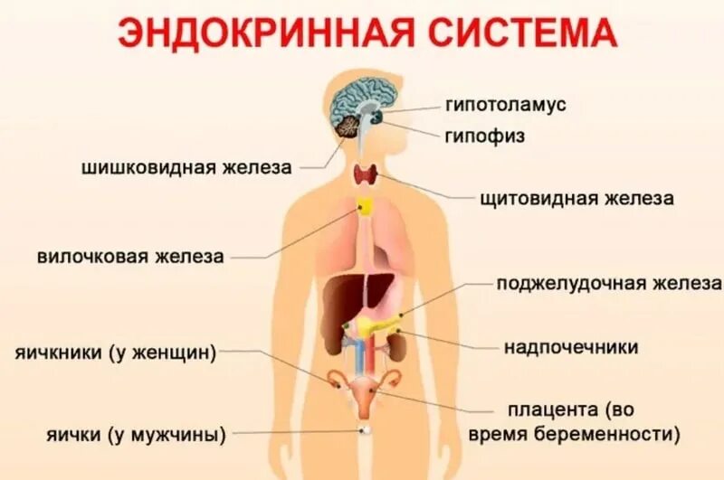 Какой орган является. Железы внутренней секреции анатомия. Строение эндокринной системы. Гормональная система человека строение. Эндокринная система представлена железами внутренней секреции.