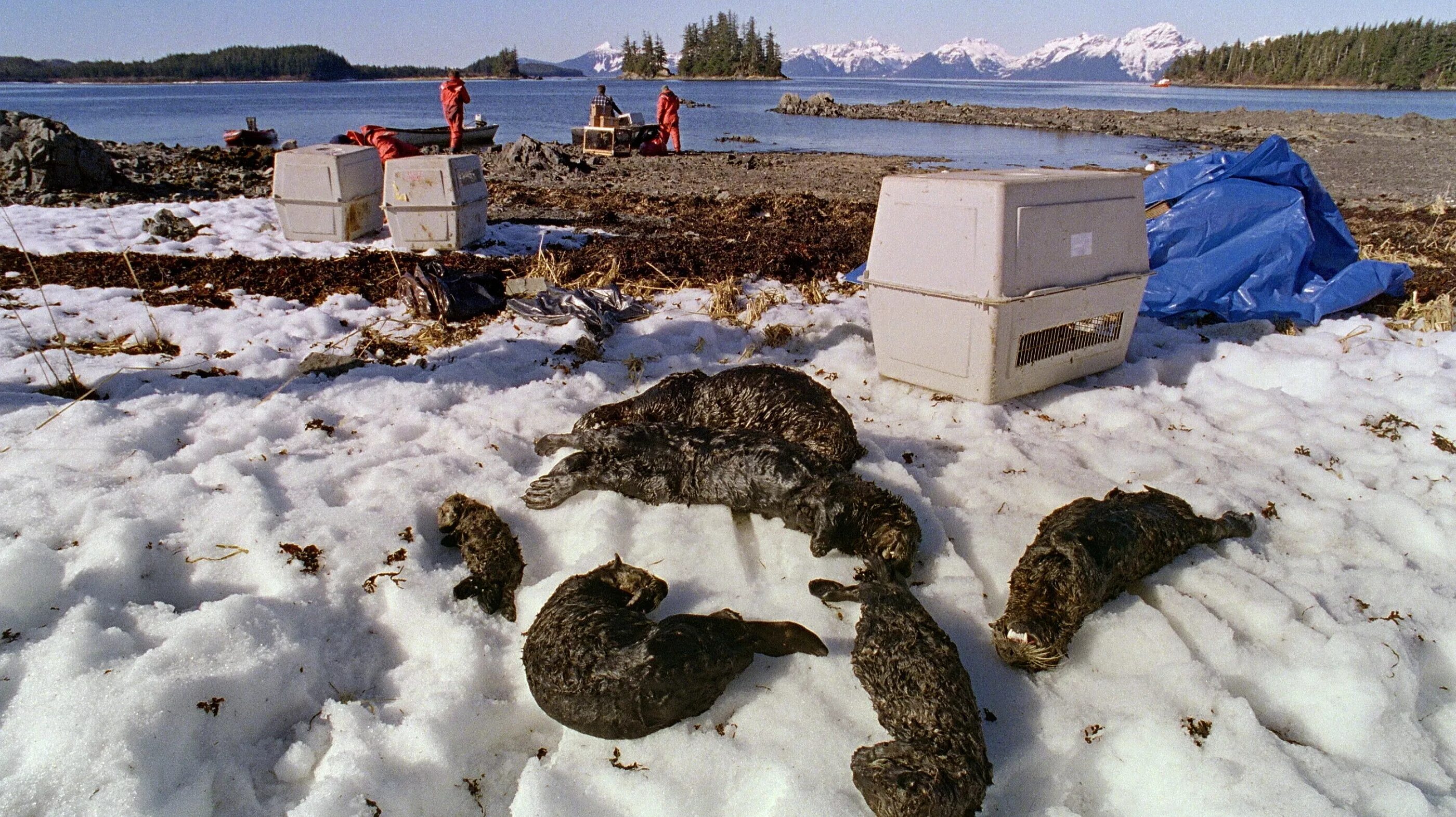 Гибло это. Экссон Вальдес 1989. Крушение танкера Exxon Valdez. Танкера Экссон Вальдес. Разлив нефти на Аляске 1989.