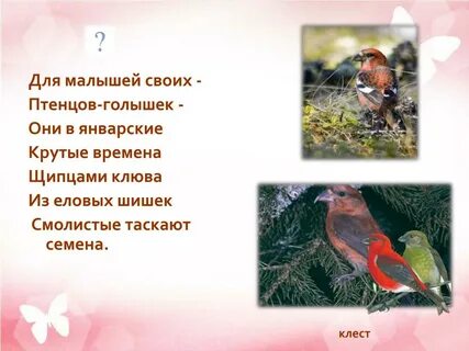 Почему клесты выводят зимой