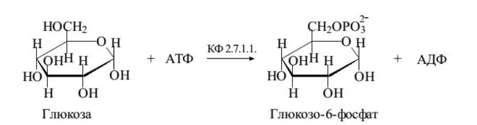 Атф глюкоза адф. Глюкоза+АТФ глюкозо 6 фосфат фермент. Образование Глюкозы из глюкозо-6-фосфата. Реакция образования глюкозо 6 фосфата. Фосфорилирования Глюкозы с образованием глюкозо-6-фосфата.