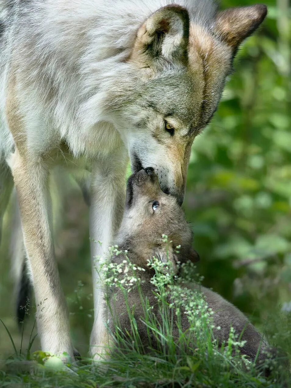 Волк волчица и Волчонок. Тамбовская волчица. Волчица с волчатами. Волк с волчатами.