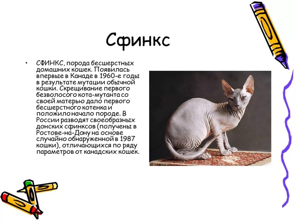 Донской сфинкс и петерболд. Кошка породы сфинкс описание. Канадский сфинкс характеристика породы. Сфинкс кошка характер. Кошка сфинкс характер и особенности.