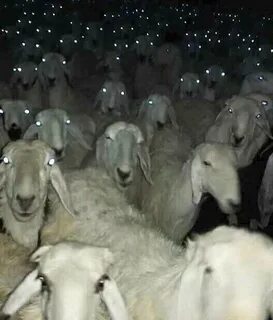Песня напуганная барашка