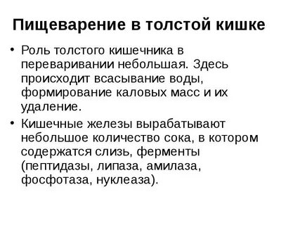 Пищеварение в толстом