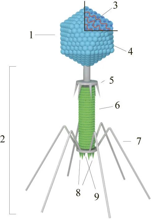 Бактериофаг т4 строение. Бактериофаг строение капсид. Строение вируса бактериофага т4. Вирус фаг т-4 строение. 4 строение вирусов