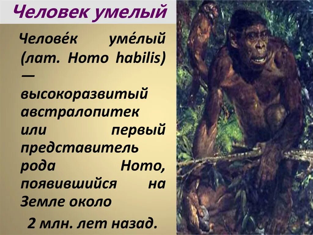 Человек умелый кратко. Хомо хабилис австралопитек. Представители хомо хабилис. Человек умелый. Человек умелый представители.