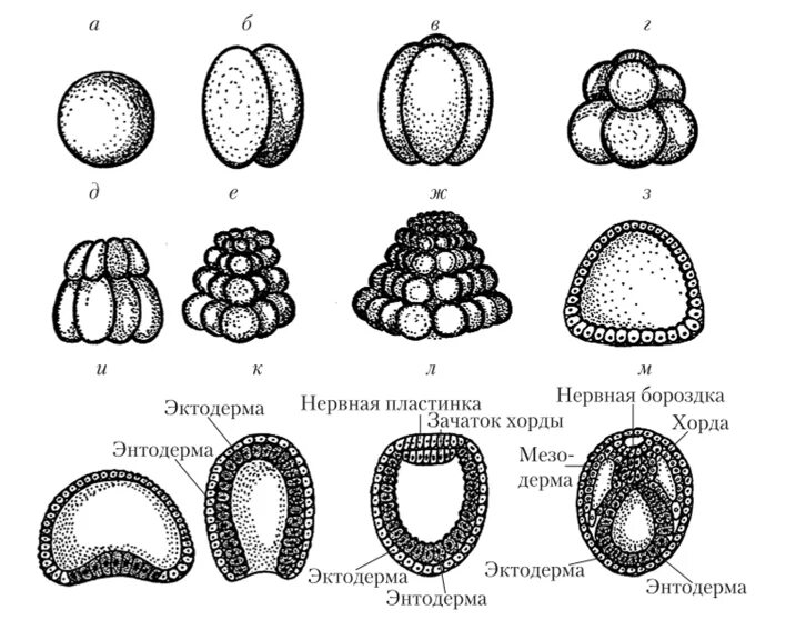 На рисунке изображена стадия эмбриогенеза. Этапы эмбриогенеза бластула. дробление эмбриогенез бластула. онтогенез эмбриогенез. онтогенез этапы эмбриогенеза.