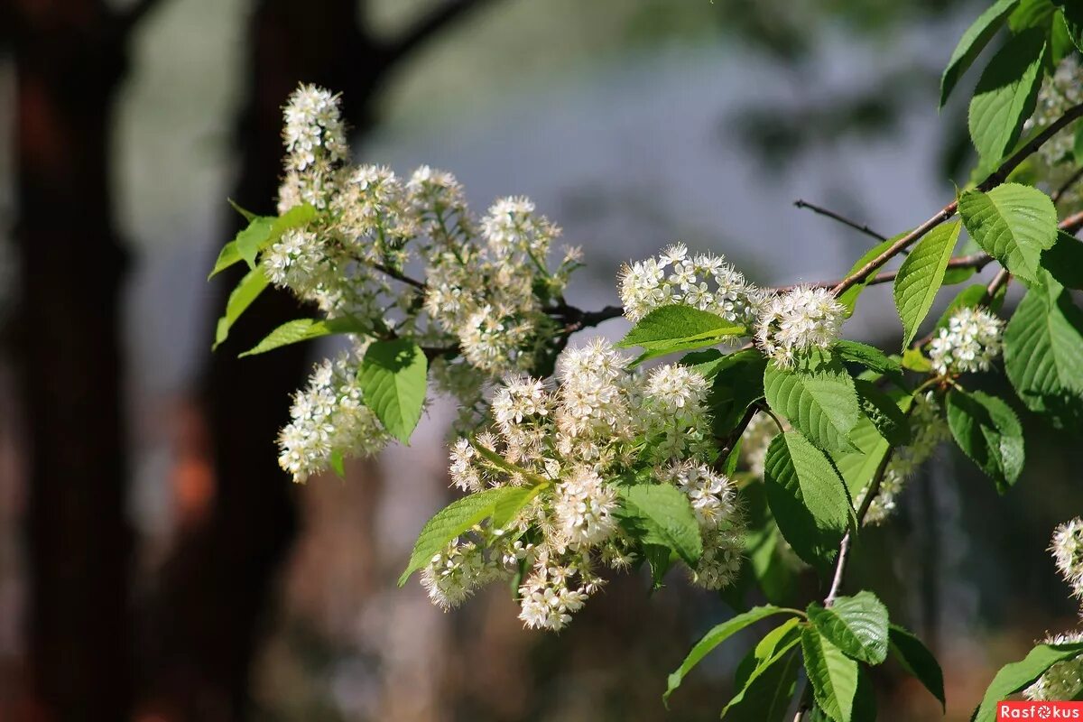 черемуха маака фото