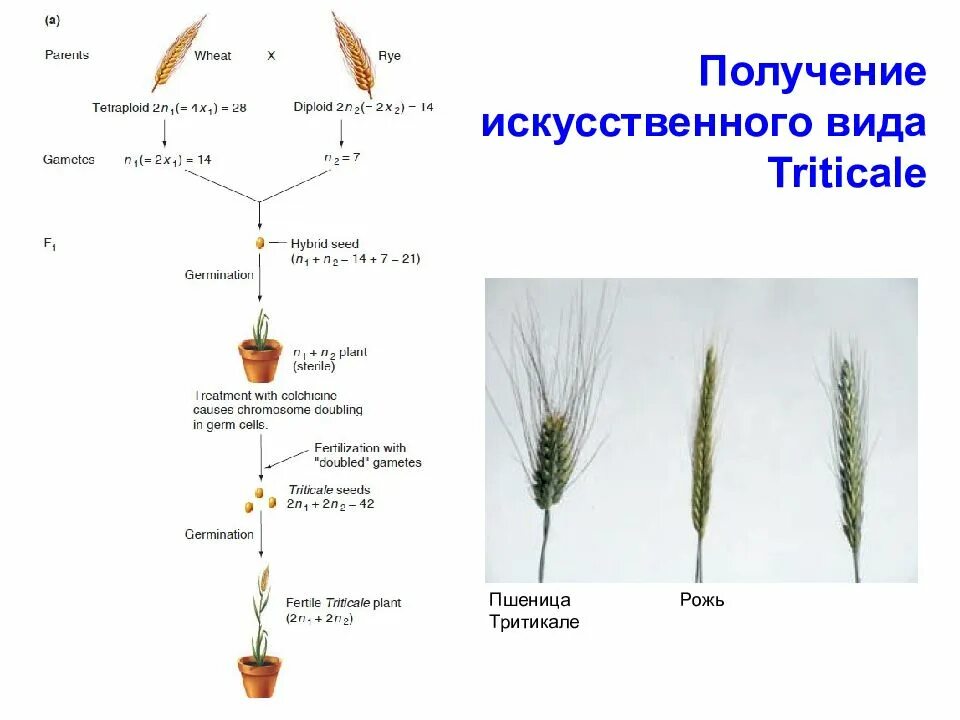 Инбридинг и аутбридинг. Методы селекции инбридинг. Близкородственное скрещивание в селекции растений. Методы селекции растений инбридинг. Аутбридинг инбридинг отдаленная гибридизация.