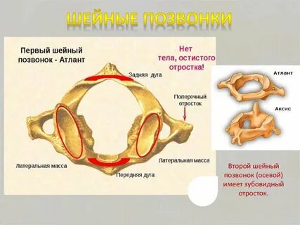 Передняя и задняя дуга позвонка
