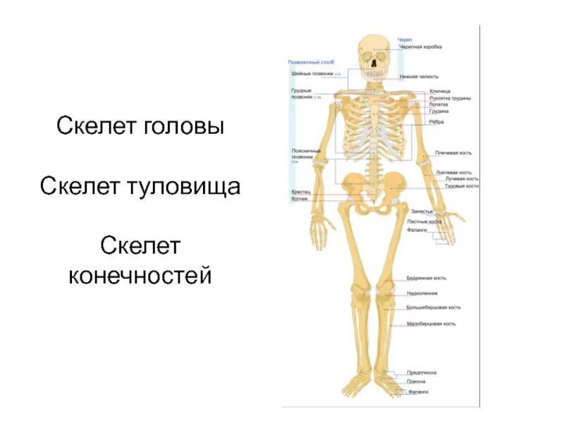 Скелет взрослого человека. Скелет туловища и конечностей. Строение скелета туловища. Скелет туловища скелет конечностей.