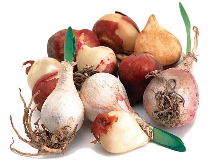 морковь на рынке. луковицы нарцисс d12 5шт. цветы луковицей рассада. упаковка луковиц цветов. луковицы цветов.