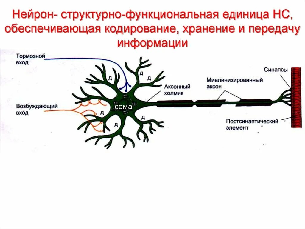 Несколько нервных клеток