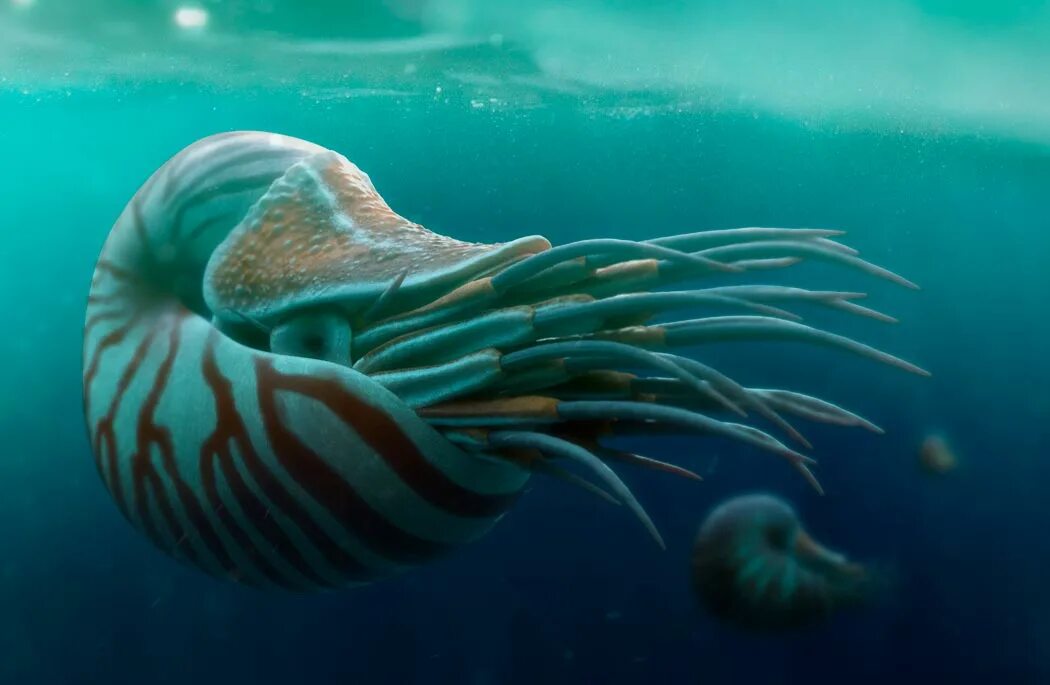 Наутилус моллюск внутреннее строение. Наутилус помпилиус животное. Наутилус помпилиус название. Наутилус помпилиус моллюск. Что значит наутилус.