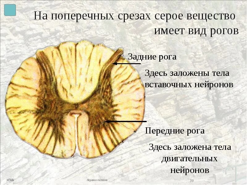 Передние рога серого вещества. Серое вещество. серое вещество на продольных срезах. передние рога.