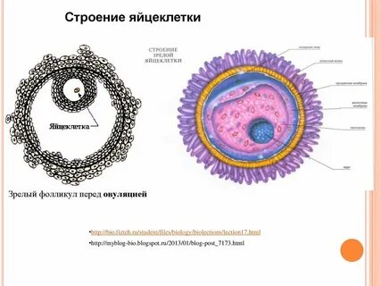 5 строение яйцеклетки