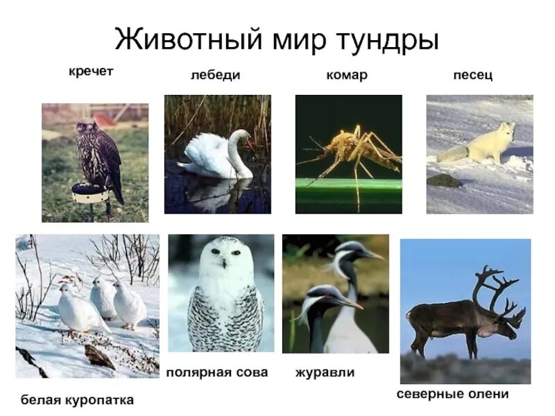 Где обитает северный олень и куропатка