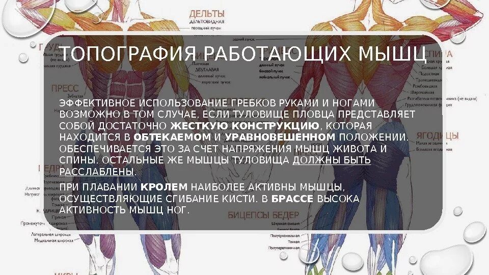 Мышцы работающие при плавании. Плавание группы мышц. плавание работа мышц. какие мышцы работают при плавании. плавание мышцы задействованы.