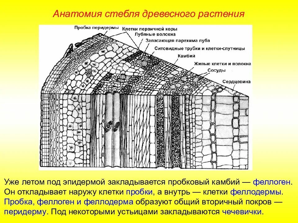 Что такое камбий где он расположен кратко. Феллоген феллодерма. сердцевина в поперечном срезе стебля. феллоген (пробковый камбий). фелоген покровный камбий.