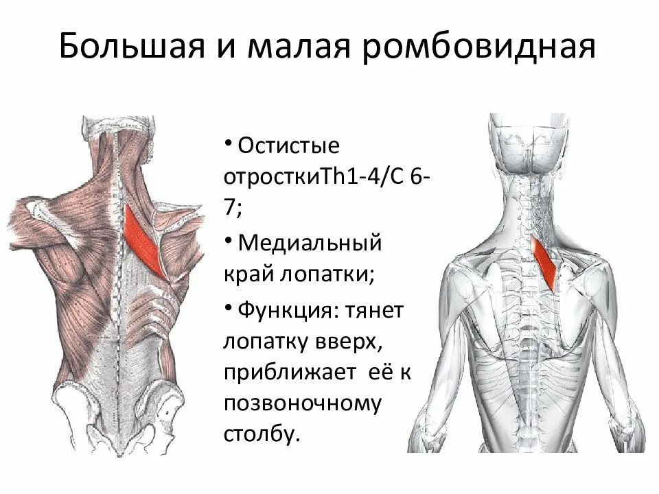 Большая и малая ромбовидные мышцы спины. Миология мышцы спины анатомия. Ромбовидные мышцы спины анатомия. Малая ромбовидная мышца функции.