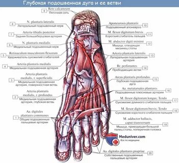 Кровоснабжение голеностопного сустава