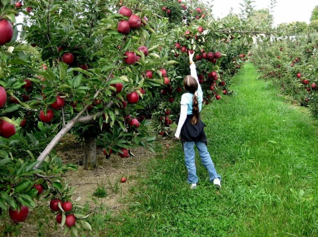 Яблоня мантен. Аркад бирюкова яблоня. Яблоня бессемянка мичуринская. Дерево яблони жарден. Майкоп долина яблонь.