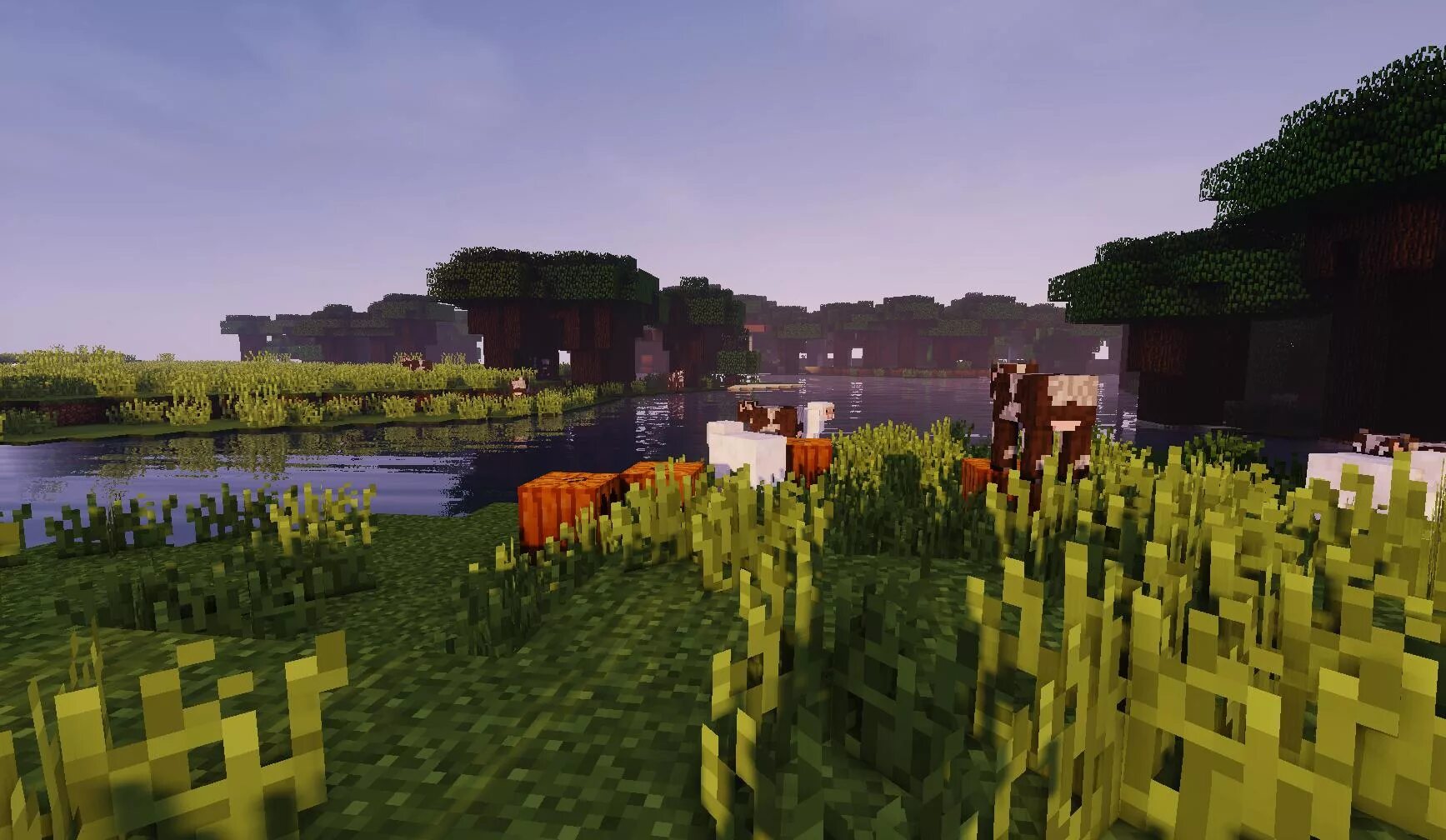 Shaders