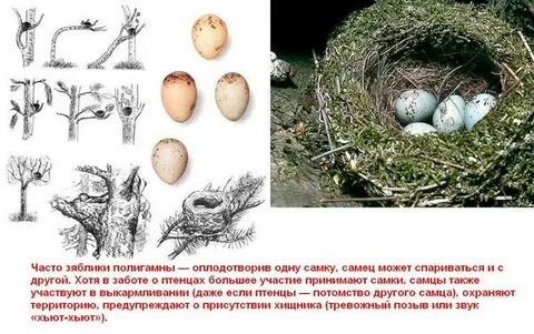 Зеленые страницы как выводят потомство зяблики