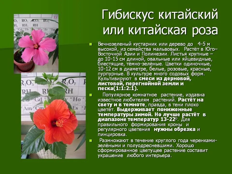 Суданская роза, гибискус: фото и рекомендации по уходу.