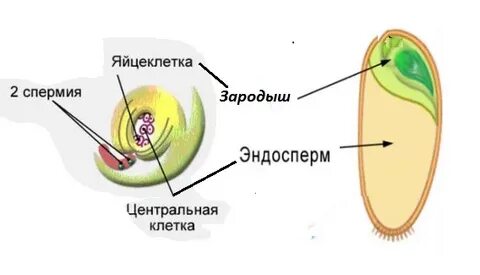 Семя покрытосеменных растений образуется