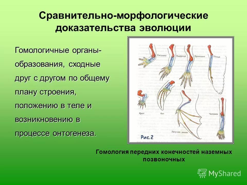 сравнительно морфологические. сравнительно морфологические. сравнительная морфология доказательства эволюции. морфологические доказательства эволюции кратко. сравнительно анатомичные свидетельства эволюции.