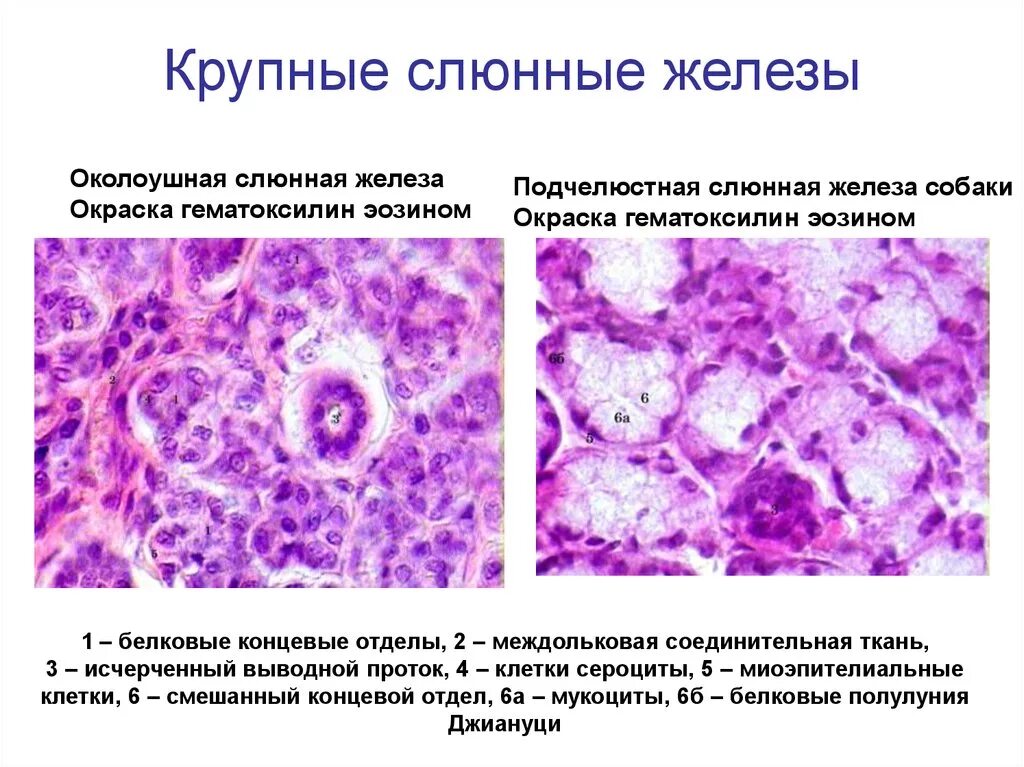 Околоушная железа препарат. Поднижнечелюстная слюнная железа гистология препарат. Подчелюстная слюнная железа гистология препарат. Поднижнечелюстная железа гистология препарат. Околоушная железа гистология препарат.