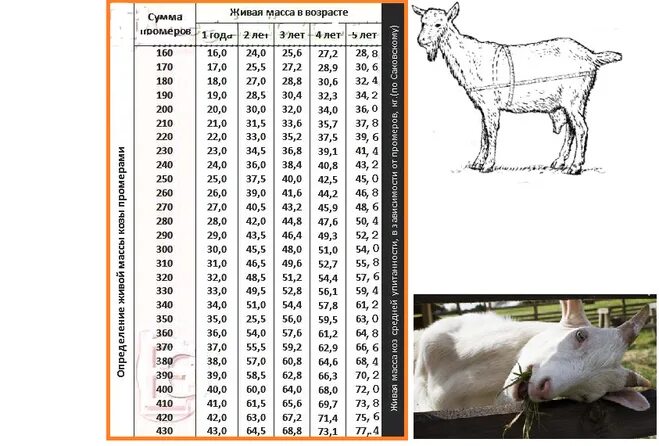 Сколько весит взрослая немецкая. Таблица расчёта веса козы. Таблица промеров коз. Таблица живого веса крупного рогатого скота. Таблица определения веса козы.