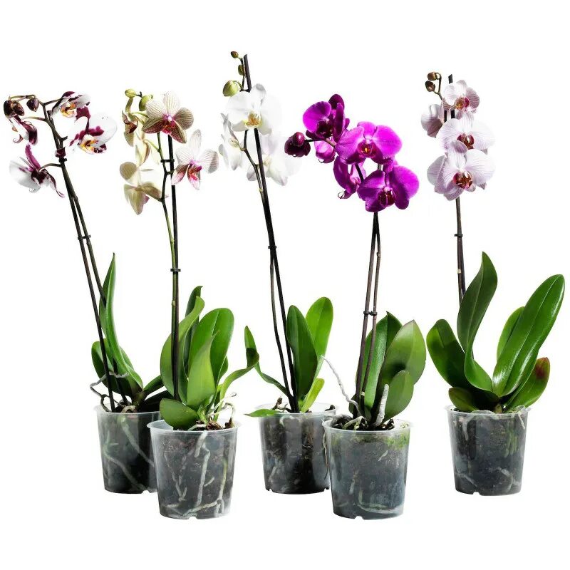 Купить орхидею в орле